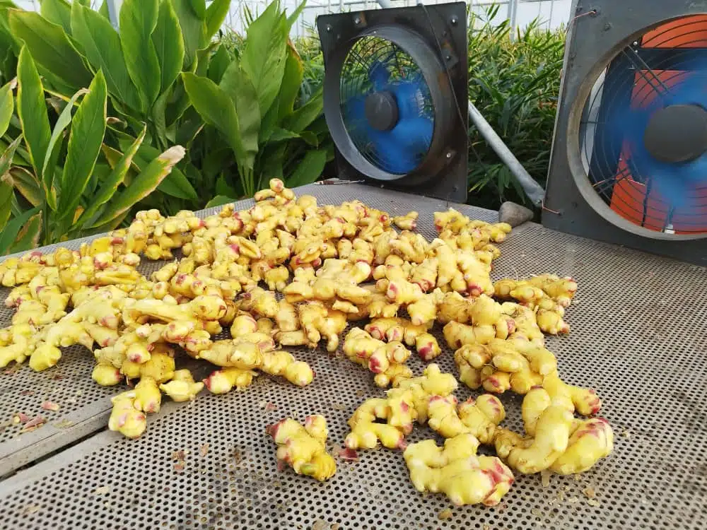 Baby Ginger by Nazari