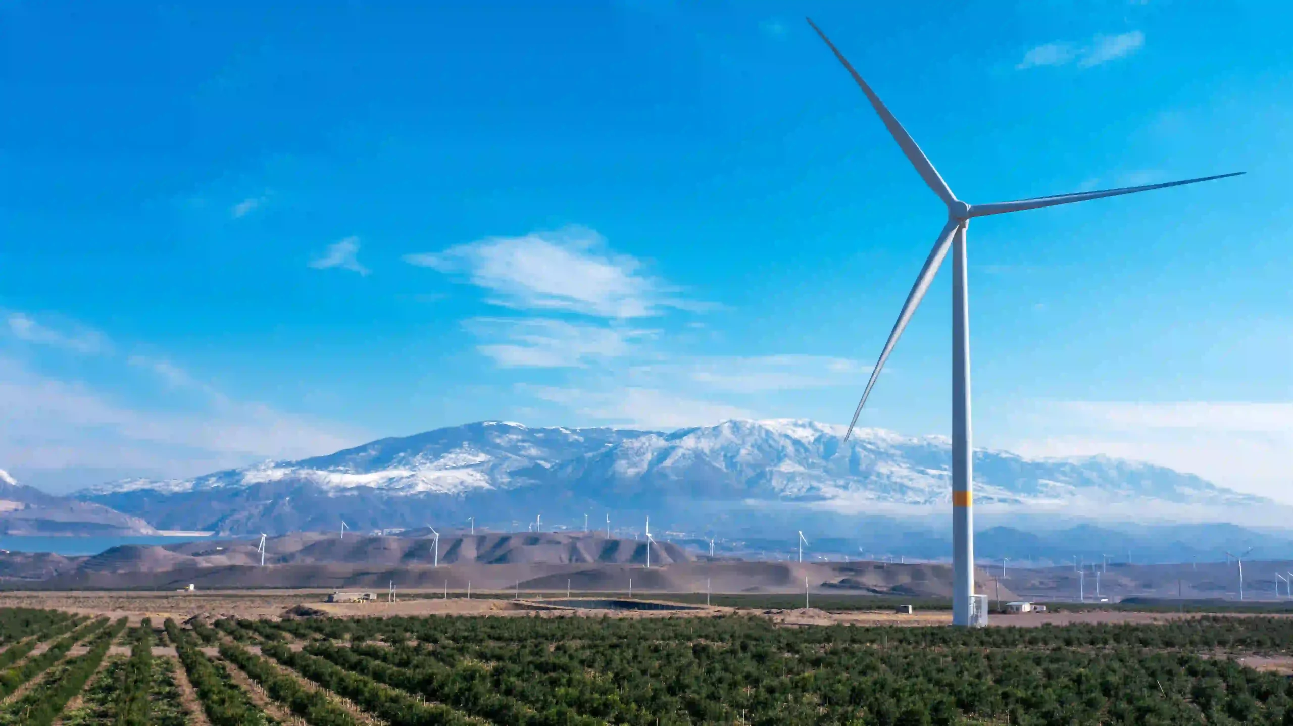 One of Nazari Olive Gardens